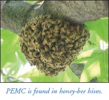 image of PEMC in honey-bee hives