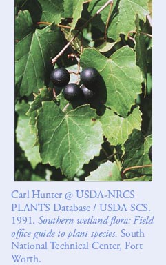Carl Hunter @ USDA-NRCS PLANTS Database / USDA SCS. 1991. Southern wetland flora: Field office guide to plant species. South National Technical Center, Fort Worth.