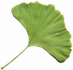 ginkgo biloba