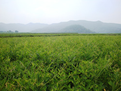 The Kushen (Sophora flavescens) cultivation field